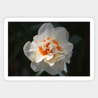 Blooming Double Daffodil Sticker